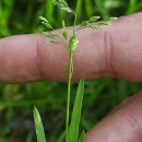 Poa annua L.Poa annua L.