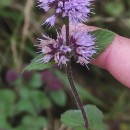 Mentha aquatica L.Mentha aquatica L.