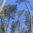 Pinus pinaster AitonPinus pinaster Aiton