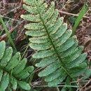 Polypodium interjectum ShivasPolypodium interjectum Shivas