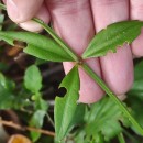 Rubia peregrina L.Rubia peregrina L.