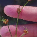 Juncus bulbosus L.Juncus bulbosus L.