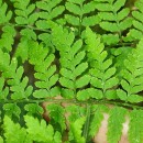 Dryopteris guanchica Gibby & JermyDryopteris guanchica Gibby & Jermy