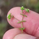 Radiola linoides RothRadiola linoides Roth