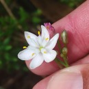 Simethis mattiazzii (Vand.) Sacc.Simethis mattiazzii (Vand.) Sacc.