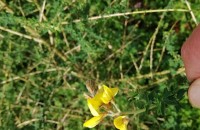 Adenocarpus complicatus (L.) J. GayAdenocarpus complicatus (L.) J. Gay