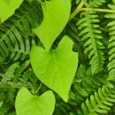 Fallopia convolvulus (L.) A. LöveFallopia convolvulus (L.) A. Löve