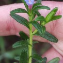 Glandora prostrata (Loisel.) D.C.ThomasGlandora prostrata (Loisel.) D.C.Thomas