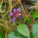 Prunella vulgaris L.Prunella vulgaris L.