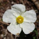 Cistus inflatus Pourr. ex DemolyCistus inflatus Pourr. ex Demoly