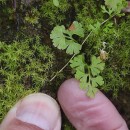 Anogramma leptophylla (L.) LinkAnogramma leptophylla (L.) Link