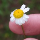 Chamaemelum nobile (L.) All.Chamaemelum nobile (L.) All.