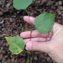 Betula celtiberica Rothm. & Vasc.Betula celtiberica Rothm. & Vasc.