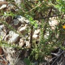 Genista triacanthos Brot.Genista triacanthos Brot.