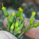 Senecio sylvaticus L.Senecio sylvaticus L.