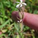 Silene gallica L.Silene gallica L.