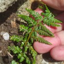 Asplenium obovatum Viv. subsp. billotii (F.W.Schultz) O.Bolòs, Vigo, Masalles & NinotAsplenium obovatum Viv. subsp. billotii (F.W.Schultz) O.Bolòs, Vigo, Masalles & Ninot