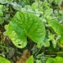 Viola palustris L.Viola palustris L.