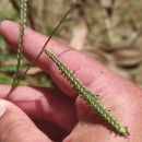 Paspalum dilatatum Poir.Paspalum dilatatum Poir.