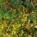 Cuphea hyssopifolia KunthCuphea hyssopifolia Kunth