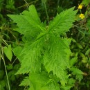 Lycopus europaeus L.Lycopus europaeus L.