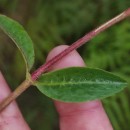 Lonicera periclymenum L. subsp. periclymenumLonicera periclymenum L. subsp. periclymenum