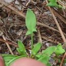 Rumex acetosella  L.Rumex acetosella L.