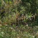 Arundo donax L.Arundo donax L.