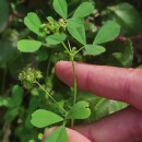 Medicago polymorpha L.Medicago polymorpha L.