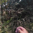 Deschampsia cespitosa (L.) P.Beauv.Deschampsia cespitosa (L.) P.Beauv.
