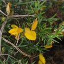 Ulex europaeus L. subsp. latebracteatus (Mariz) Rothm.Ulex europaeus L. subsp. latebracteatus (Mariz) Rothm.