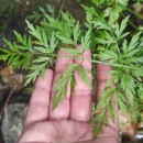 Oenanthe crocata L.Oenanthe crocata L.