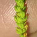 Crassula tillaea Lest.-Garl.Crassula tillaea Lest.-Garl.