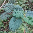 Paraserianthes lophanta (Wild.) I.C. NielsenParaserianthes lophanta (Wild.) I.C. Nielsen