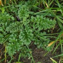 Jacobaea vulgaris Gaertn.Jacobaea vulgaris Gaertn.