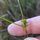 Carex durieui Steud. ex KunzeCarex durieui Steud. ex Kunze