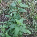 Scrophularia scorodonia L.Scrophularia scorodonia L.