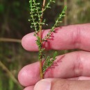 Calluna vulgaris (L.) HullCalluna vulgaris (L.) Hull