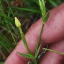 Centaurium maritimum (L.) FritschCentaurium maritimum (L.) Fritsch