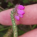 Erica tetralix L.Erica tetralix L.