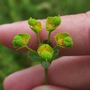 Euphorbia uliginosa Welw. ex Boiss.Euphorbia uliginosa Welw. ex Boiss.