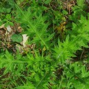 Cirsium vulgare (Savi) Ten.Cirsium vulgare (Savi) Ten.