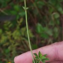 Lotus pedunculatus Cav.Lotus pedunculatus Cav.