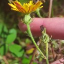 Picris hieracioides L.Picris hieracioides L.