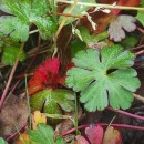 Geranium lucidum L.Geranium lucidum L.