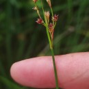 Juncus acutiflorus Ehrh. ex Hoffm.Juncus acutiflorus Ehrh. ex Hoffm.