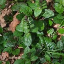 Ajuga pyramidalis L. subsp. pyramidalisAjuga pyramidalis L. subsp. pyramidalis