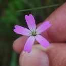 Eudianthe laeta (Aiton) Willk.Eudianthe laeta (Aiton) Willk.