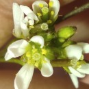 Cardamine hirsuta L.Cardamine hirsuta L.