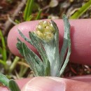 Helichrysum luteoalbum (L.) Rchb.Helichrysum luteoalbum (L.) Rchb.